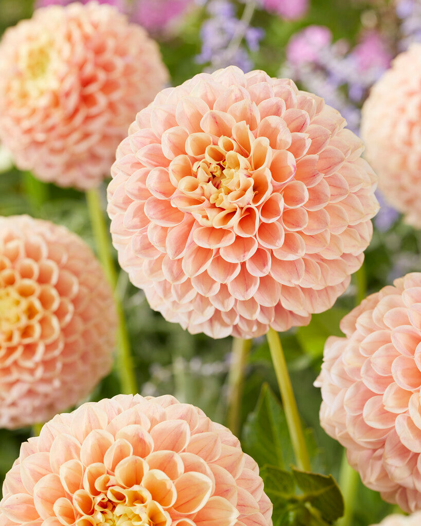 Dahlia Pompon Sweet Suzanne 1-pakning NYHET